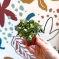 Callisia repens - Turtle Vine / Creeping Inch Plant - Sprouts of Bristol