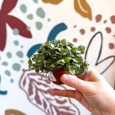 Callisia repens - Turtle Vine / Creeping Inch Plant - Sprouts of Bristol