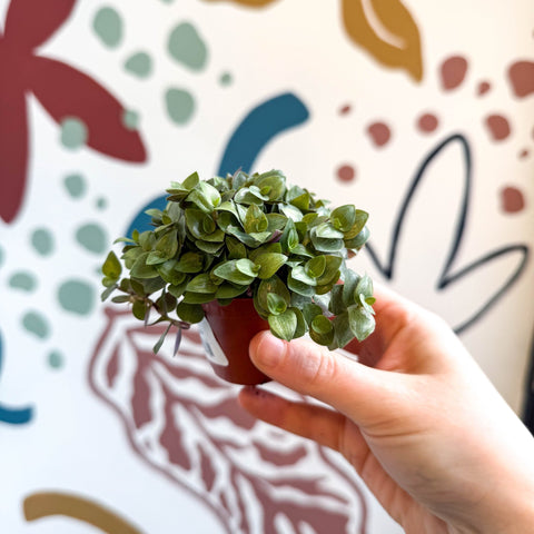 Callisia repens - Turtle Vine / Creeping Inch Plant - Sprouts of Bristol