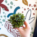 Callisia repens - Turtle Vine / Creeping Inch Plant - Sprouts of Bristol