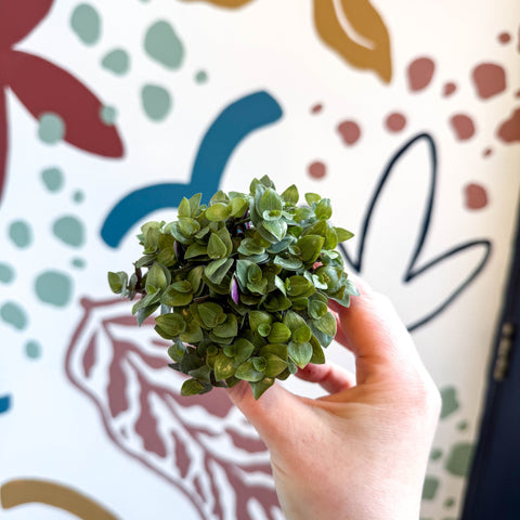 Callisia repens - Turtle Vine / Creeping Inch Plant - Sprouts of Bristol