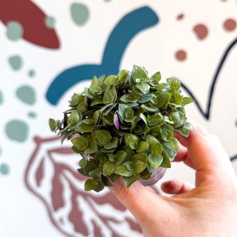 Callisia repens - Turtle Vine / Creeping Inch Plant - Sprouts of Bristol