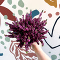 Calluna vulgaris ‘Beauty Ladies® Lila’ – Lilac Heather - Sprouts of Bristol
