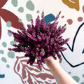 Calluna vulgaris ‘Beauty Ladies® Lila’ – Lilac Heather - Sprouts of Bristol
