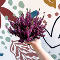 Calluna vulgaris ‘Beauty Ladies® Lila’ – Lilac Heather - Sprouts of Bristol
