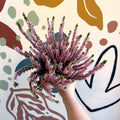 Calluna vulgaris ‘Beauty Ladies® Roze’ – Pink Heather - Sprouts of Bristol
