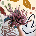 Calluna vulgaris ‘Beauty Ladies® Roze’ – Pink Heather - Sprouts of Bristol