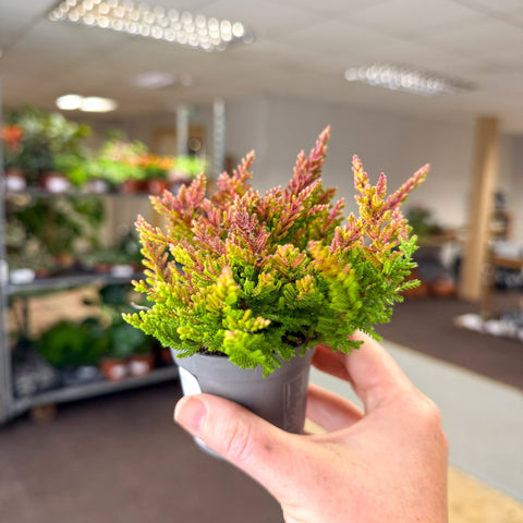 Calluna vulgaris ‘Beauty Ladies® Skyline Dallas’ – Burnt Orange Red Heather - Sprouts of Bristol