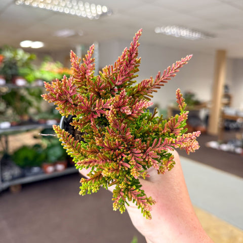 Calluna vulgaris ‘Beauty Ladies® Skyline Dallas’ – Burnt Orange Red Heather - Sprouts of Bristol