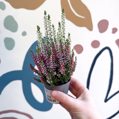 Calluna vulgaris ‘Beauty Ladies® Trio Girl’ - Mixed Heather - Sprouts of Bristol