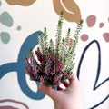 Calluna vulgaris ‘Beauty Ladies® Trio Girl’ - Mixed Heather - Sprouts of Bristol