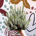 Calluna vulgaris ‘Beauty Ladies® Wit’ – White Heather - Sprouts of Bristol