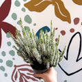 Calluna vulgaris ‘Beauty Ladies® Wit’ – White Heather - Sprouts of Bristol