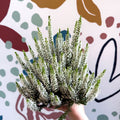 Calluna vulgaris ‘Beauty Ladies® Wit’ – White Heather - Sprouts of Bristol