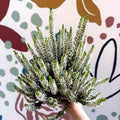Calluna vulgaris ‘Beauty Ladies® Wit’ – White Heather - Sprouts of Bristol