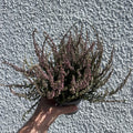 Calluna vulgaris ‘Garden Girls Red’ – Garden Girls Heather - Sprouts of Bristol