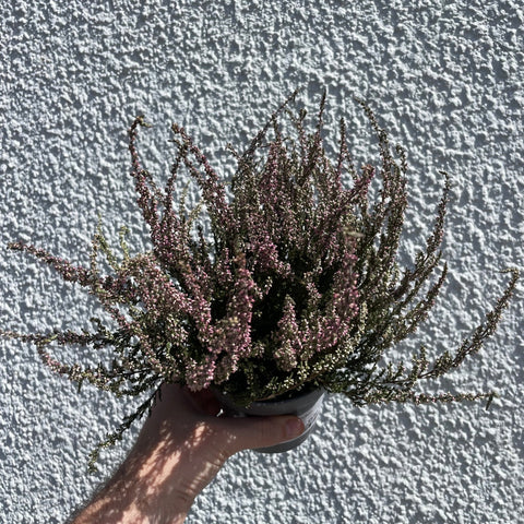Calluna vulgaris ‘Garden Girls Red’ – Garden Girls Heather - Sprouts of Bristol