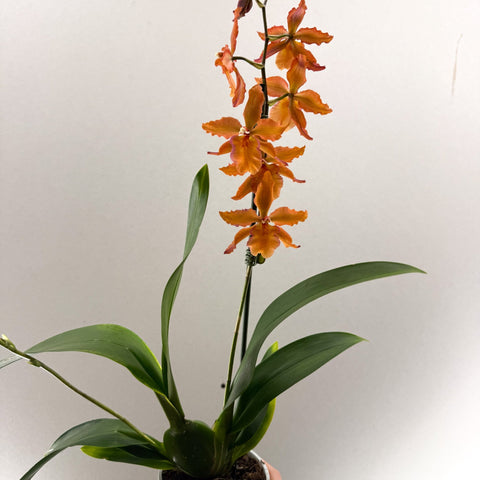 Cambria Orchid (Oncidium - type hybrid) – Burnt Orange - Sprouts of Bristol
