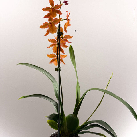 Cambria Orchid (Oncidium - type hybrid) – Burnt Orange - Sprouts of Bristol