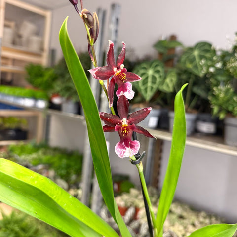 Cambria Orchid (Oncidium - Type Hybrid) - Sprouts of Bristol