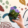 Campanula carpatica 'Blaue Clips' - British Grown - Sprouts of Bristol