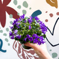 Campanula portenschlagiana ‘Get Mee Blue’ - Wall Bellflower - Sprouts of Bristol