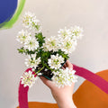 Candy Tuft - Iberis sempervirens 'Appen-Etz' - Cotswold Grown Herbaceous Perennial - Sprouts of Bristol