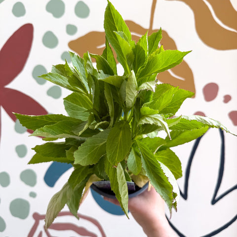 Cardinal Flower - Lobelia 'Starship Blue' - British Grown Perennial - Sprouts of Bristol