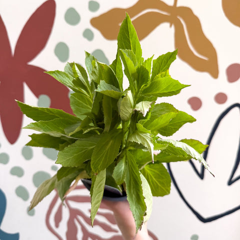 Cardinal Flower - Lobelia 'Starship Blue' - British Grown Perennial - Sprouts of Bristol