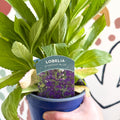 Cardinal Flower - Lobelia 'Starship Blue' - British Grown Perennial - Sprouts of Bristol