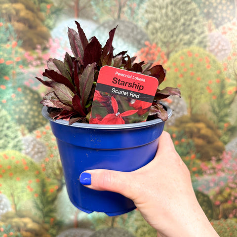 Cardinal Flower - Lobelia 'Starship Red' - British Grown Perennial - Sprouts of Bristol