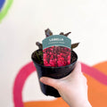 Cardinal Flower - Lobelia 'Starship Rose' - British Grown Perennial - Sprouts of Bristol