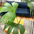 Carludovica palmata – Panama Hat Plant - Sprouts of Bristol