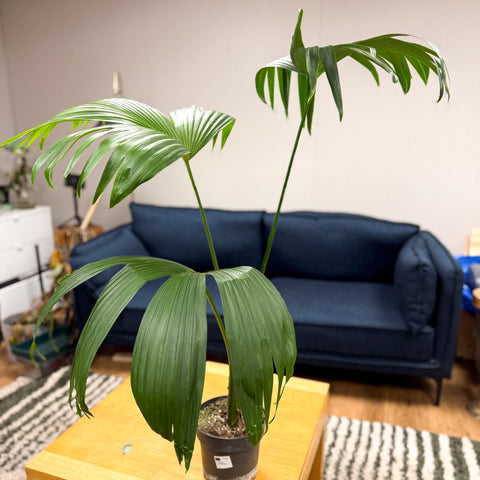 Carludovica palmata – Panama Hat Plant - Sprouts of Bristol
