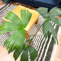 Carludovica palmata – Panama Hat Plant - Sprouts of Bristol