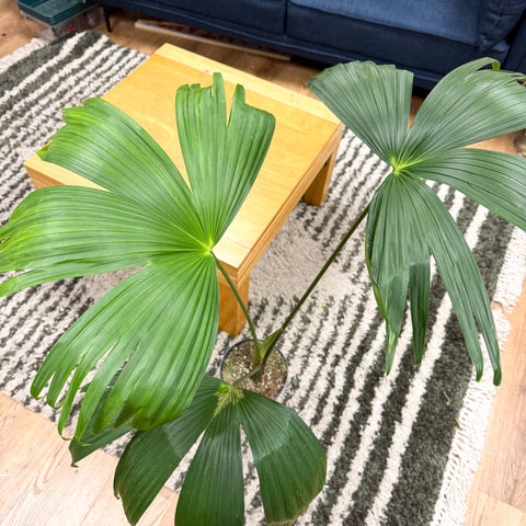Carludovica palmata – Panama Hat Plant - Sprouts of Bristol