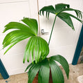 Carludovica palmata – Panama Hat Plant - Sprouts of Bristol