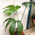Carludovica palmata – Panama Hat Plant - Sprouts of Bristol
