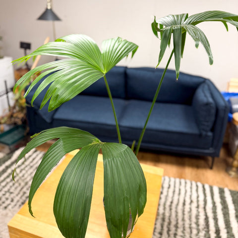 Carludovica palmata – Panama Hat Plant - Sprouts of Bristol