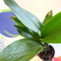 Cast Iron Plant - Aspidistra elatior - Sprouts of Bristol
