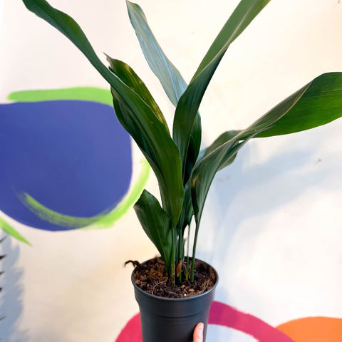 Cast Iron Plant - Aspidistra elatior - Sprouts of Bristol
