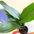 Cast Iron Plant - Aspidistra elatior - Sprouts of Bristol
