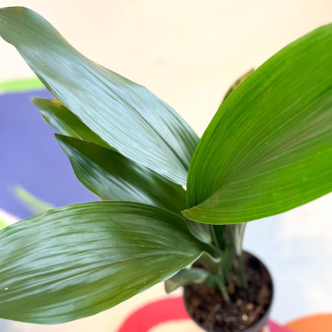 Cast Iron Plant - Aspidistra elatior - Sprouts of Bristol