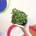 Cat Mint - Nepeta × faassenii 'Purrsian Blue' - British Grown Perennial - Sprouts of Bristol
