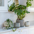Celeste Grey Planter - Sprouts of Bristol