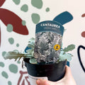 Centaurea ragusina 'Snowy Owl' - British Grown Herbaceous Perennial - Sprouts of Bristol