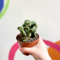 Cereus peruvianus 'Coral' f. cristata - Sprouts of Bristol