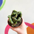 Cereus peruvianus 'Coral' f. cristata - Sprouts of Bristol