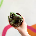 Cereus peruvianus 'Coral' f. cristata - Sprouts of Bristol