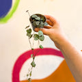 Ceropegia woodii - String of Hearts - Sprouts of Bristol